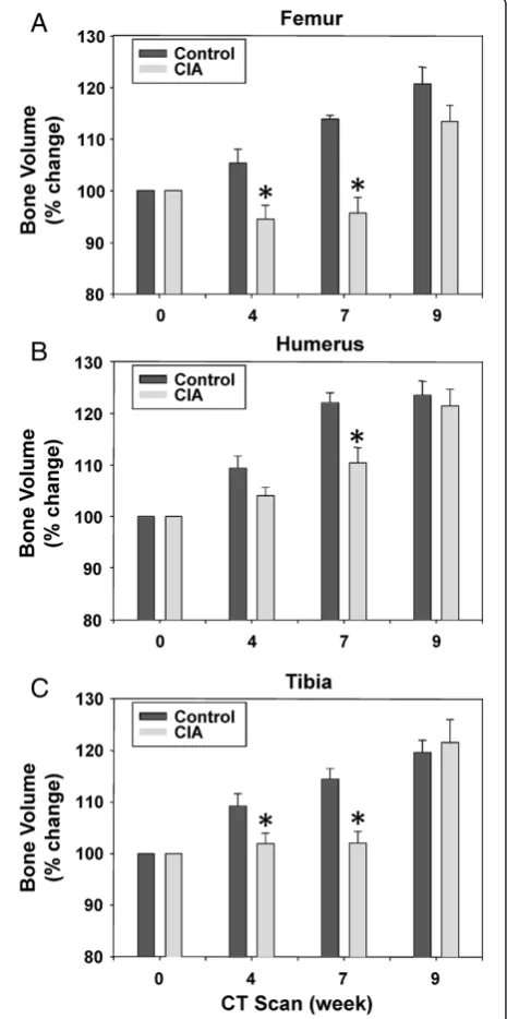 Figure 4 Measurement of bone density by micro-CT. Shown arerepresentative longitudinal isosurface volume renderings of thefemur from a (A) control mouse and a (B) CIA mouse from week 0after initiation of collagen immunization