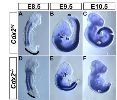 Fig. 2. Reduced presomitic mesoderm in Cdx2unsegmented mesoderm, demarcated by the absence of expression, was observed in Cdx2arcs)