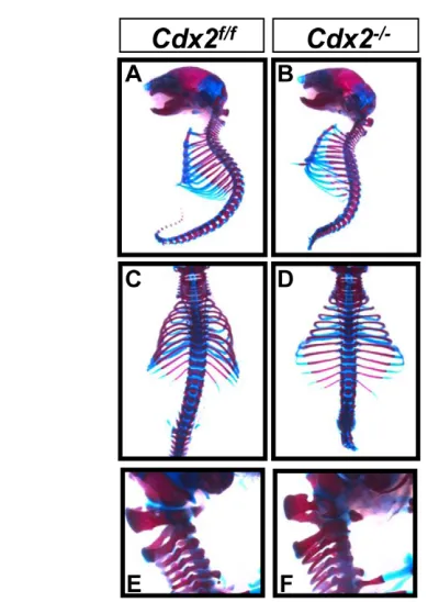 Fig. 3. Skeletal analysis of Cdx2skeletal analysis illustrating lateral (A,B,E,F) and dorsal (C,D) views ofrepresentative control (A,C,E) and generated by Cre-mediated recombination at E8.5