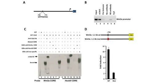 Fig. 7. Cdx2 directly regulates Wnt3aCdx2 in vitro. Luciferase reporter constructs derived from the in A, are depicted in the upper portion