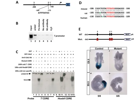 Fig. 9. T (ii,iv) (bottom). Shown is the number of The expression of the is a direct Cdx2 target gene