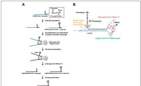 Figure 2 Effect of EDTA treatment on the capturing of mRNA-protein fusions by SA-beads.molecules in lane T] - [band intensity of the remaining mRNA-protein fusion molecules in each lane indicated by mRNA-protein fusion molecules in thetranslation reaction 