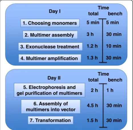Figure 1 Schematic overview of multimer assembly from the ready-made monomer library into a vector of choice for gene editing orgene activation.