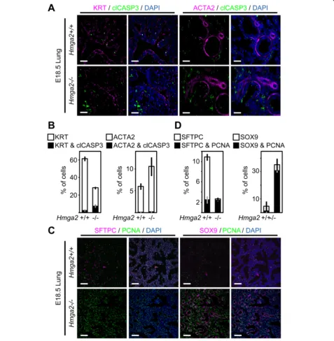 Figure 3 Hmga2Hmga2-mice were analyzed as in Figure 2C using clCASP3- and KRT- (left) or ACTA2- (right) specific antibodies