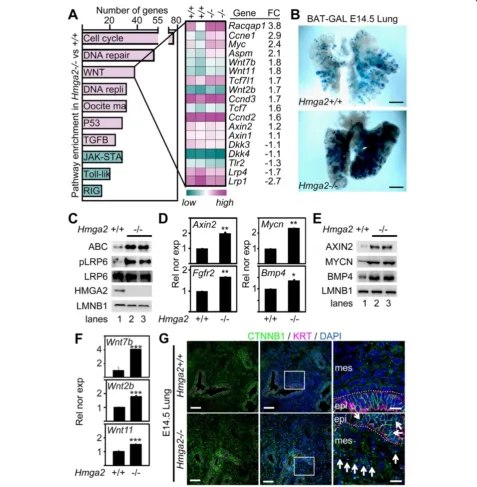 Figure 4 Hmga2−/− mice embryonic lung showed enhanced canonical WNT signaling. (A) Enriched cellular pathways (P <0.05) after Affymetrixmicroarray-based transcriptome analysis of Hmga2−/− E18.5 lung when compared to Hmga2+/+