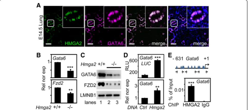 Figure S2B). Western blot analysis of protein extracts from