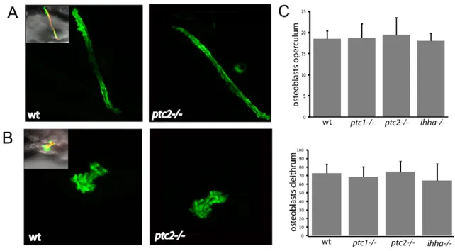 Fig. 2. Mutants with altered Hh signalling