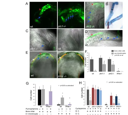 Fig. 3. There are two populations of endochondral osteoblasts with differential sensitivity to Hh signalling