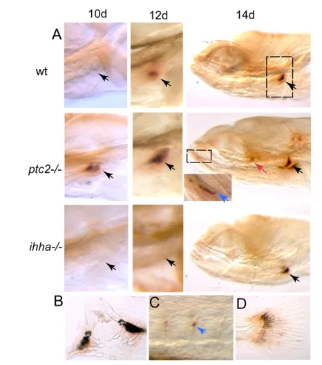 Fig. 6. Model illustrating the different populations of osterix-expressing cells during cartilage ossification in situations ofnormal, high or low levels of hedgehog signalling duringzebrafish development.