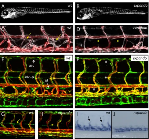 Fig. 2. A mutation in the flt4 (see chromatogram in B) that changes a highly conserved isoleucine toa serine at position 1042 of the predicted zebrafish Flt4 proteinsequence