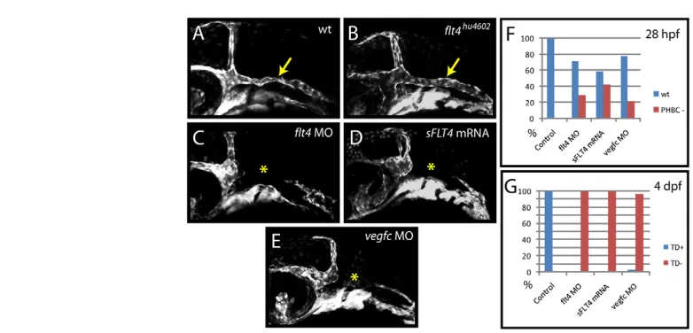 Fig. 3. Zebrafishembryos showed normal PHBC and TD development in 100% of cases (MO-injected (E) embryos (yellow asterisk) as compared with wild-type controls (A), but is unaffected (yellow arrow) in individually genotypedflt4inhibits PHBC development in 4