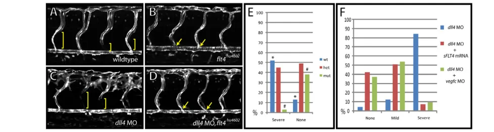 Fig. 4. The dll4D) (21/55 embryos, embryos.embryos injected with  morphant hyperbranching phenotype is rescued in flt4hu4602 mutants, vegfc morphants and sFLT4 mRNA-injected (A-D)Lateral views of uninjected control (A) and flt4hu4602 mutant (B) as compare