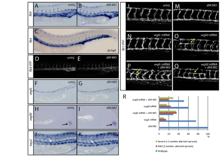 Fig. 5. Sprouting intersegmental arteries express flt4 MO-injected embryos scored). By 26 hpf (C), line identifies YFP expression in all arterial cells at 24 hpf (D)