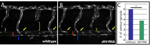 Fig. 6. Overexpression of dll4 uninjected controls). sprouts (to the cloaca (decrease in the number of intersegmental venous sprouts (reduces sprouting from the PCV.(A,B)Injection of mRNA encoding full-length Dll4 into TG(flt1:YFP)hu4624zebrafish embryos 