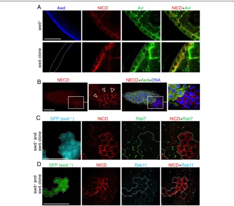 Figure 6 Notch accumulates in early endosomal compartments in awd mutant cells. (A) Stage 8 egg chambers were dissected from yw(wild-type; upper panel) or yw; en2.4-Gal4e22c, UAS-flp/+; FRT82B/FRT82B, awdj2A4 (awd clone, lower panel) females