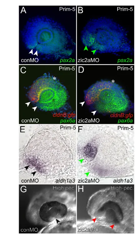 Fig. 7. Patterned gene expression in OS and retinal precursors. (G), imaged using confocal microscopy, are shown as zic2apax2aexpression domains in the presumptive OS, and the overlap between(red)