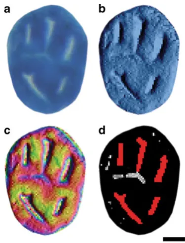 Fig. 3 a Methylene blue-stained ACF enlarged to show detail.ofregionsautomatically discarded by the software.indicate areas that were falsely identified as crypts by the software, butwere removed by the user prior to analysis based on informationgleaned fr