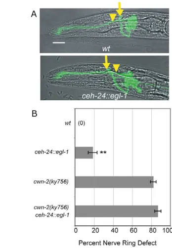 Fig. 7. Nerve ring defects caused by ablation of SIA, SIB and SMDneurons. (A)C. elegans L1 larvae illustrating anterior nerve rings inanimals carrying a ceh-24::egl-1 transgene