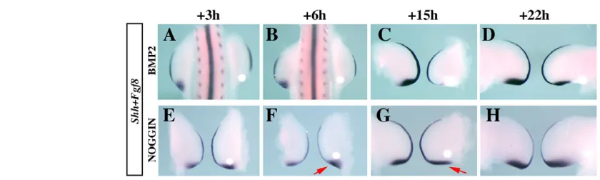Fig. 1. BMP signaling negatively regulates Shh expression in the chick ZPA. (A-D)The implantation of a BMP2-soaked bead into theposterior mesoderm results in the drastic downregulation of Shh expression 3 (A) and 6 (B) hours after the application