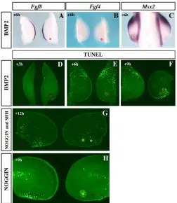 Fig. 2. BMP-dependent downregulation of ShhAER is not affected 6 hours after the application of a BMP2-soakedbead into the posterior mesoderm, whereas  expression is notmediated by downregulation of FGF gene expression in the AERor by cell death