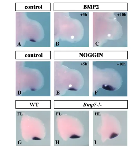 Fig. 3. BMP signaling regulates Shh( expression in the mouse ZPA.A-C)The implantation of a BMP2-soaked bead into the posterior limbbud mesoderm results in an extreme downregulation of Shh expressionat 5 (B) and 10 (C) hours after the experiment, compared 