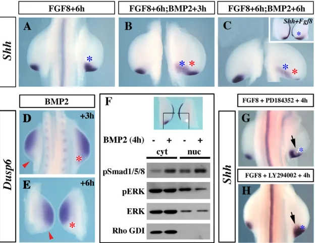 Fig. 4. BMP-dependent downregulation of Shhability of BMP to induce  requires de novo protein synthesis