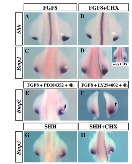 Fig. 7D). To determine which FGF transduction pathway, ERK1/2