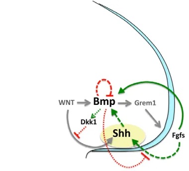 Fig. 9. The regulatory pathways operating in the posteriormesoderm. Arrows and T-bars indicate positive and negativeregulation respectively