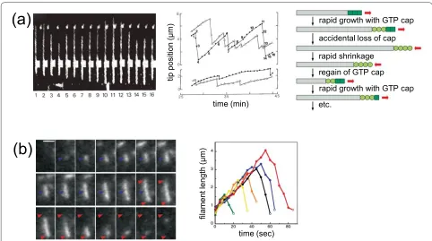 Figure 4. Dynamic instability of cytoskeletal filaments from eukaryotes and bacteria. (a) Dynamic instability of eukaryotic microtubules
