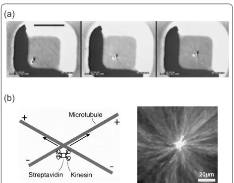 Figure 5. Self-centering activity of dynamic microtubule arrays. (a) Self-centering by nucleation and dynamic instability, for a microtubule-nucleating bead