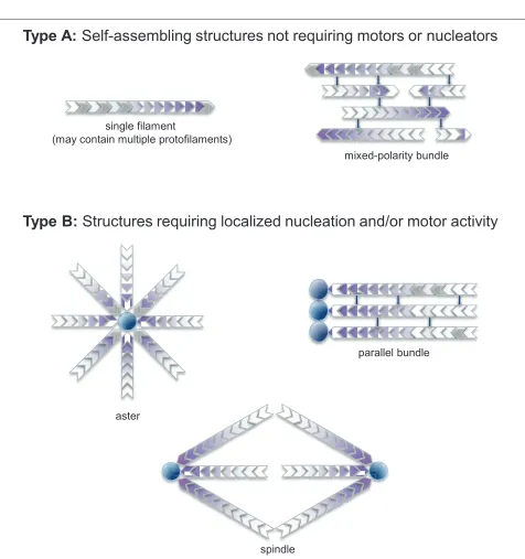 Figure 2. Types of cytoskeletal flament arrays. Type A: simple ﬁlament arrays that can self-assemble in the absence of spatially regulated nucleators or molecular motor protiens