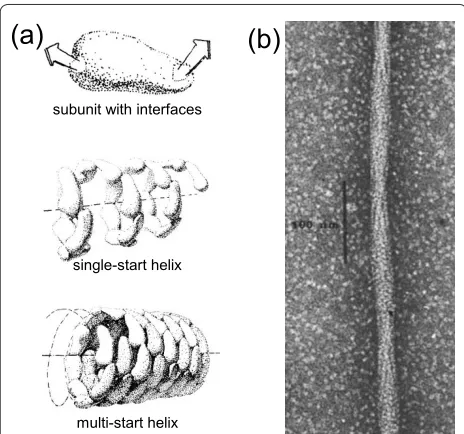 Figure 3. Helical protein filaments formed by self-assembly. (a) General scheme for protein self-assembly into helices