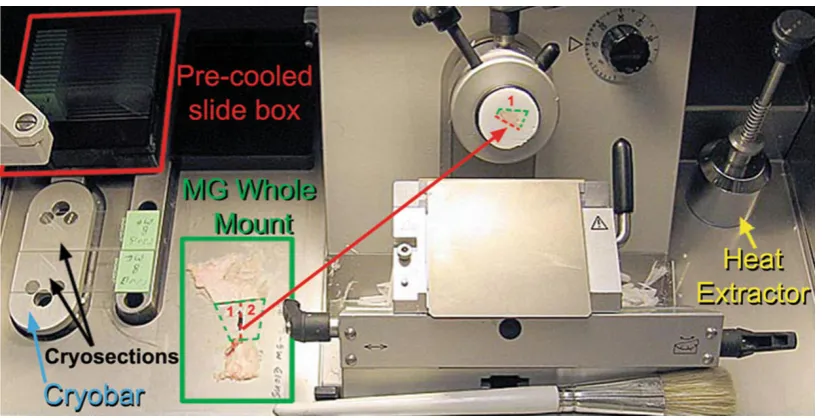 Fig. 2 Laser capture microdissection. Cryosectioning chamberdepicting MG whole mount bisected through the LN chain (reddashed line)