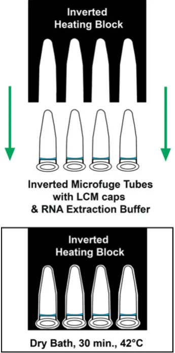 Fig. 4 Proper inverted orientation of microfuge tubes and heatingblock. Microfuge tubes were kept inverted during initial RNAextraction, ensuring adequate coverage of extraction buffer acrossthe surface of the LCM cap