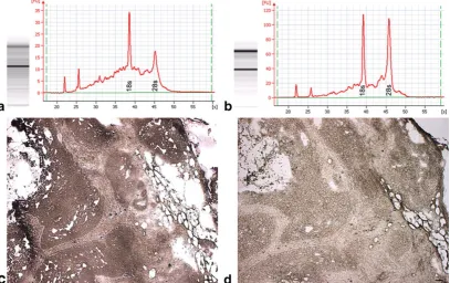 Fig. 5 Stained tissue vs. unstained tissue.degradation. a Electropherogram of LCM acquired epithelia from Histogene®-stained MA showing significant rRNA b Electropherogram of LCM acquired epithelia from unstained MA showing high-quality rRNA