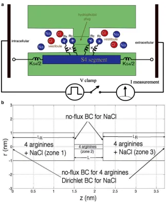FIGURE 1(Ldesignated inmodel. Here, the diameter of the hydrophobicplug is 0.3 nm (arginine’s diameter);(gating pore in this model, including the attach-ments of arginines to the S4 segment