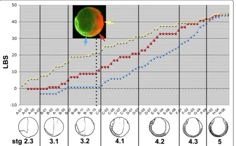 Figure 8 Relative timing of appearance of primary doubleeight clutches (plot shows the correlation among the appearance of morphological segments (blue), intercalated(red) and primaryof the markers on one embryo (B15) is illustrated in the inset