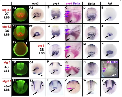 Figure 9 Segmentation last phase: loss of oscillation and shift from double to single-segment periodicity