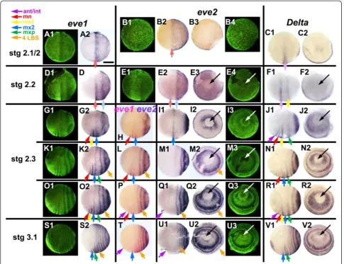 Figure 10 Expression ofthis figure with arrows corresponding to the identity of the morphological segments eventually associated with each stripe, color-coded as indicated.A lighter color has been used for stages 2.1 and 2.2, where this identification is u
