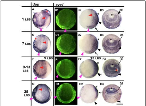 Figure 1 eve1 expression in relation to the movement of tissues during stages 3 to 4.2