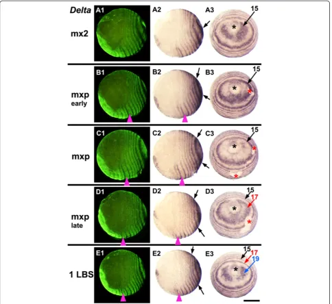 Figure 2 Dynamics of Delta across two cycles of expression during stage 3. Embryos are aligned from top to bottom according todevelopmental age, indicated on the left by the last formed morphological segment visible in each embryo (mx2: second maxilla, mxp