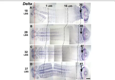 Figure 3 Segmentation dynamics of Delta across mid-late stage 4. Flat mounted embryos are aligned from top to bottom according todevelopmental age (A, B, C, D), indicated on the left by the number of the last formed LBS