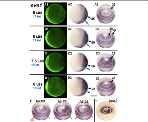 Figure 4 A single cycle ofindicated in blue on the left, and marked on the embryos with blue arrows)