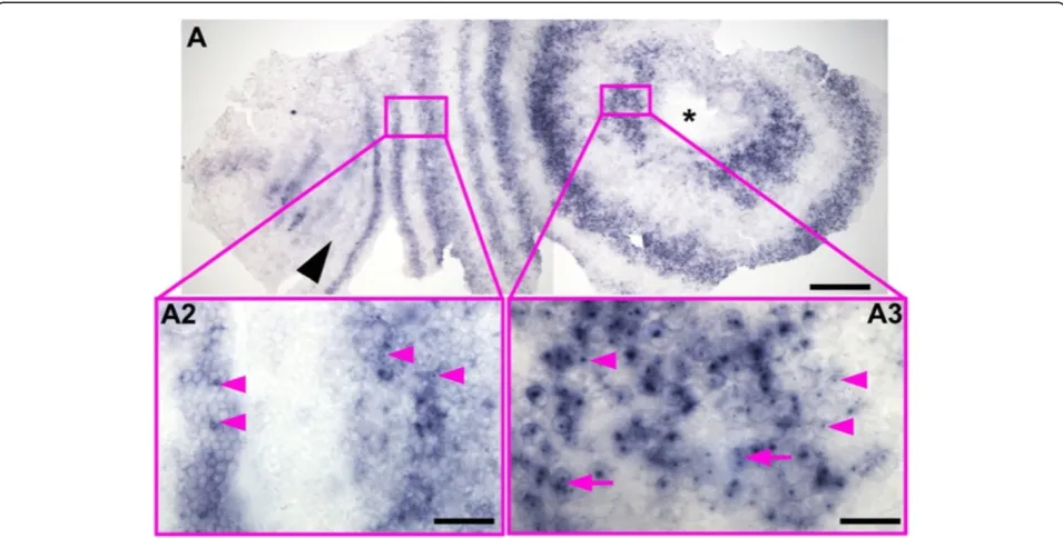 Figure 6 Distribution of(This embryo is slightly younger than that shown in Figure 2A