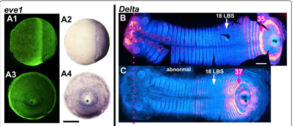 Figure 7 Independence of concentric periodic patterning from germ band formation and elongation
