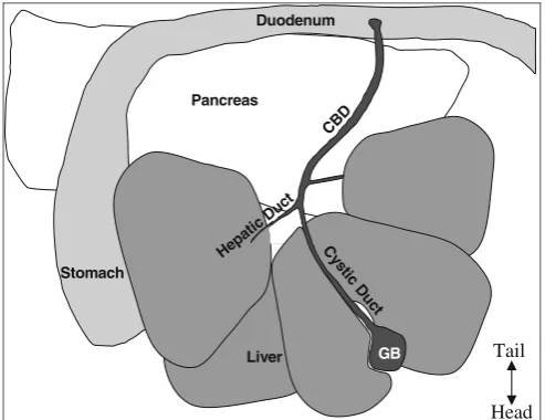 Fig. 4. Anatomy of the mouse upper intraperitoneal (IP) cavity. NOTE:The top is the caudal portion of the mouse, bottom is the rostral portion,ie, this is from the perspective of the mouse lying on its back tail awayfrom the surgeon and nose toward the surgeon.
