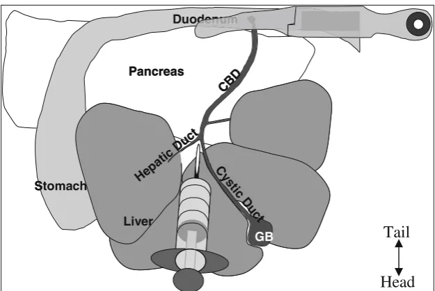 Fig. 7. Injection site and clamping the common bile duct (CBD) at the duodenum.