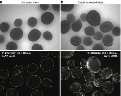 Fig. 2. Assessment of islet viability by fluorescence intensity of propidium iodide. acence (, b Untreated(healthy) islets shown in brightfield (a, top panel) display only trace amounts of PI fluorescence (a, bot-tom panel)