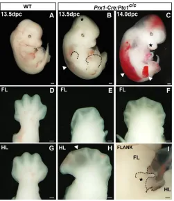 Fig. 1. Prx1-Cre:Ptc113.5-14.0 dpc, and (E), while 24% are polydactylous (F). All c/c embryos display variable polydactyly/oligodactyly, and do not survive past 14.0 dpc