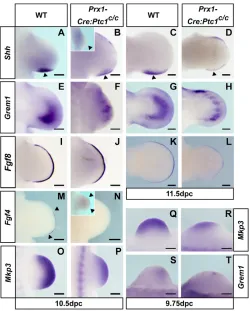 Fig. 4. ZPA/AER interactions are disrupted in Prx1-Cre:Ptc1Cre:Ptc1expression in (c/cforelimbs